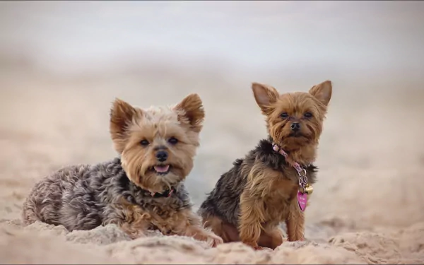 Animal yorkshire terrier HD Desktop Wallpaper | Background Image