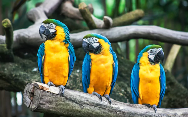  Blue-and-yellow Macaw (ara ararauna) by Sid Balachandran