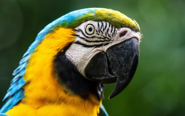 Animal Blue-and-yellow Macaw Birds Parrots Bird HD Wallpaper | Background Image