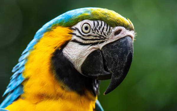 Close-up portrait of a Blue-and-yellow Macaw bird with vivid blue and yellow plumage and a detailed eye; 5K Ultra HD PC desktop wallpaper and background.