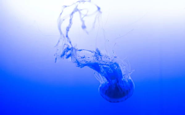 Animal jellyfish HD Desktop Wallpaper | Background Image