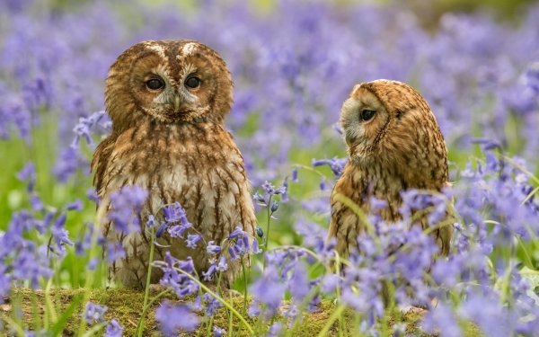 Animal Owl Birds Owls Flower Bird HD Wallpaper | Background Image