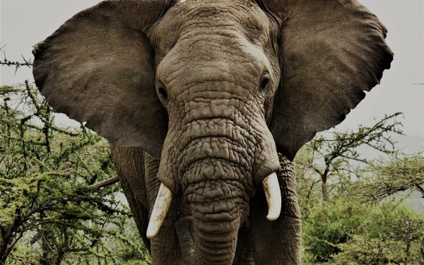 Tanzania Africa Animal African bush elephant HD Desktop Wallpaper | Background Image
