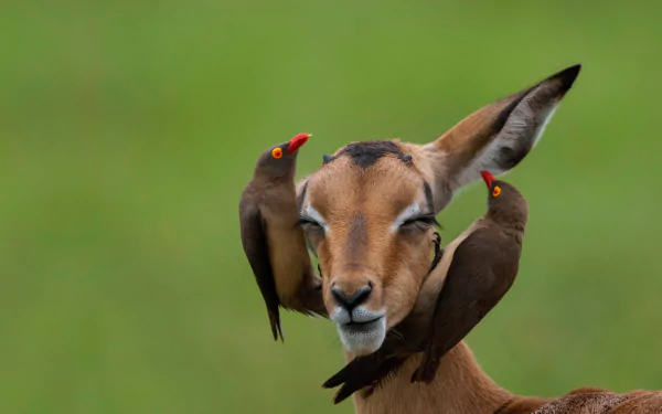  Red-billed oxpeckers on an impala in Mpumalanga, South Africa by Heini Wehrle