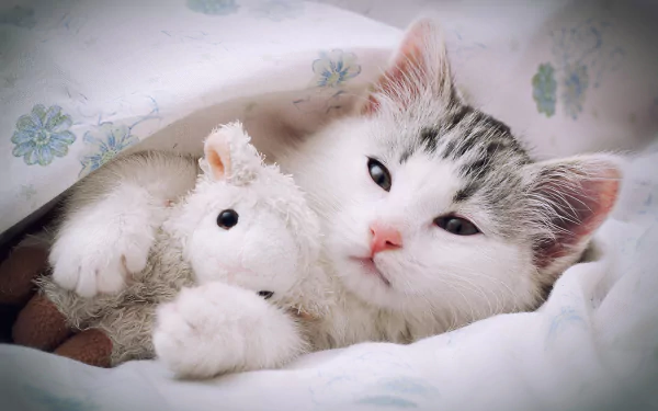 cute Animal cat cute cat HD Desktop Wallpaper | Background Image