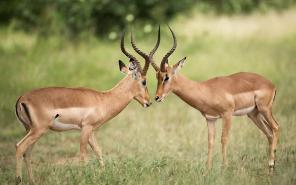 Animal Impala HD Desktop Wallpaper | Background Image