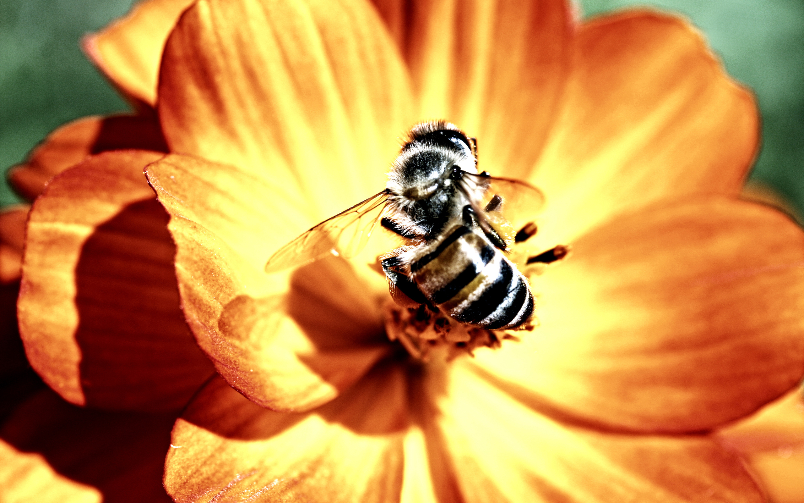 A close-up of a bee on a vibrant flower in macro detail.