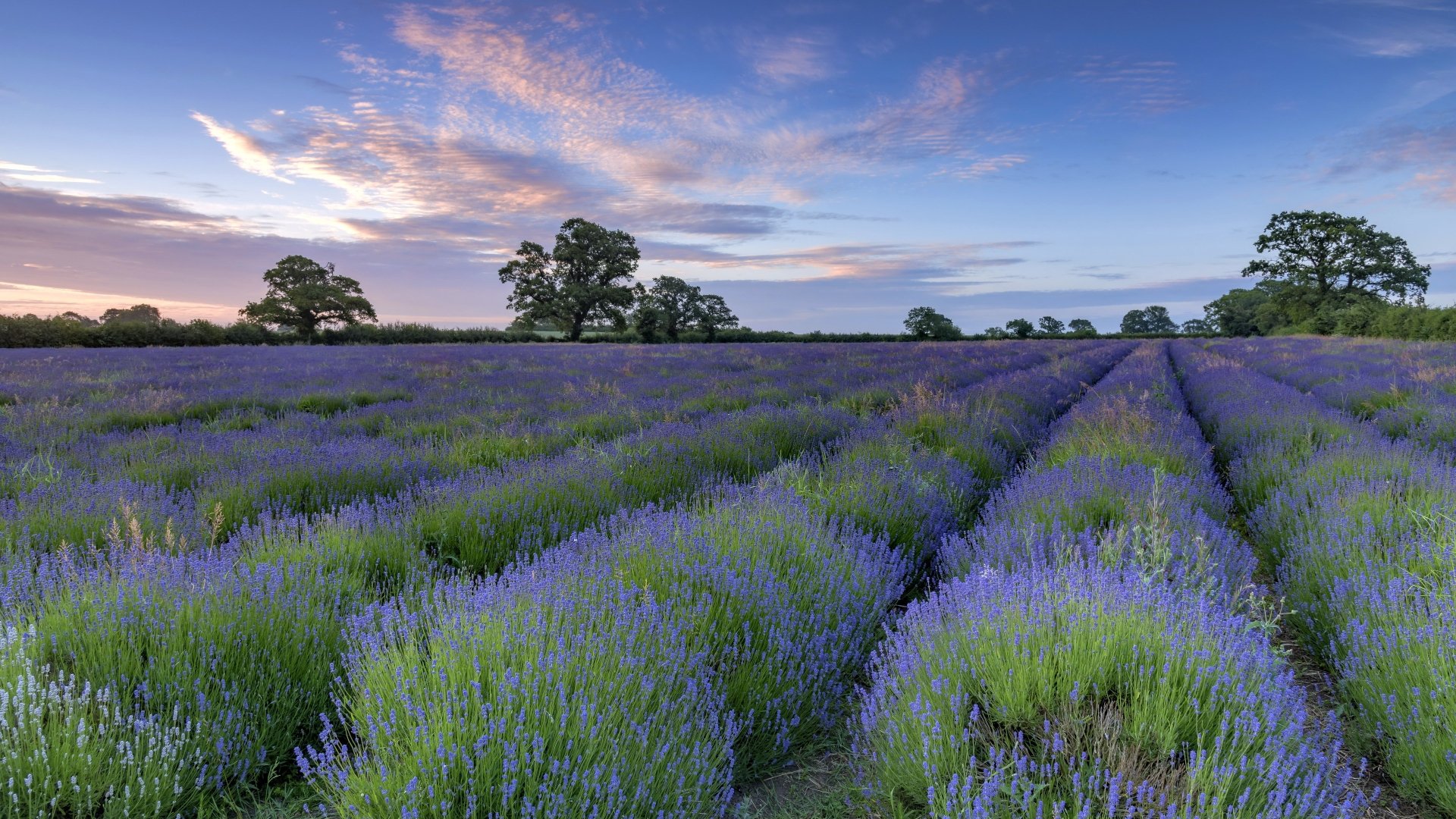 Download Nature Lavender 4k Ultra HD Wallpaper