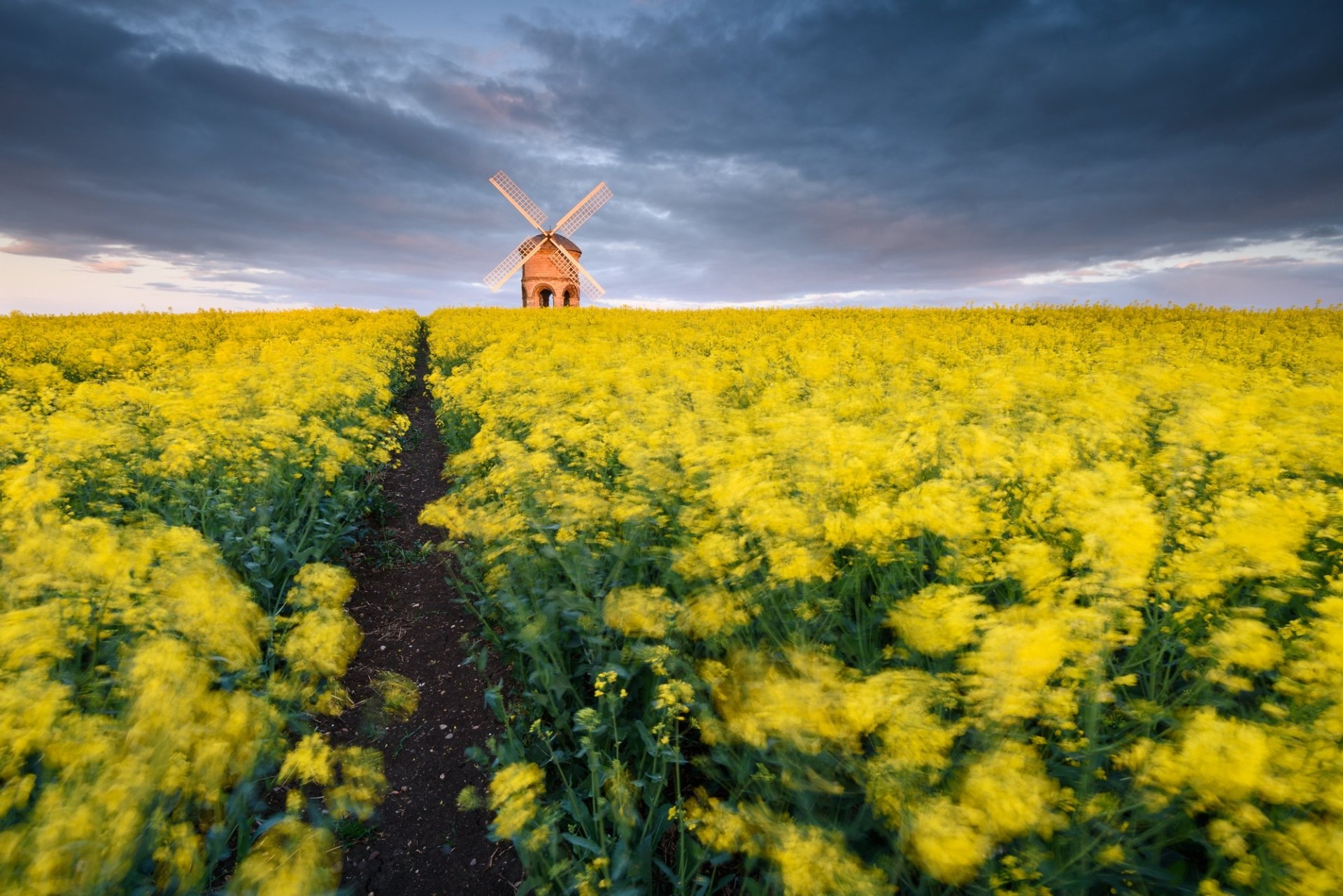 Download Rapeseed Man Made Windmill HD Wallpaper