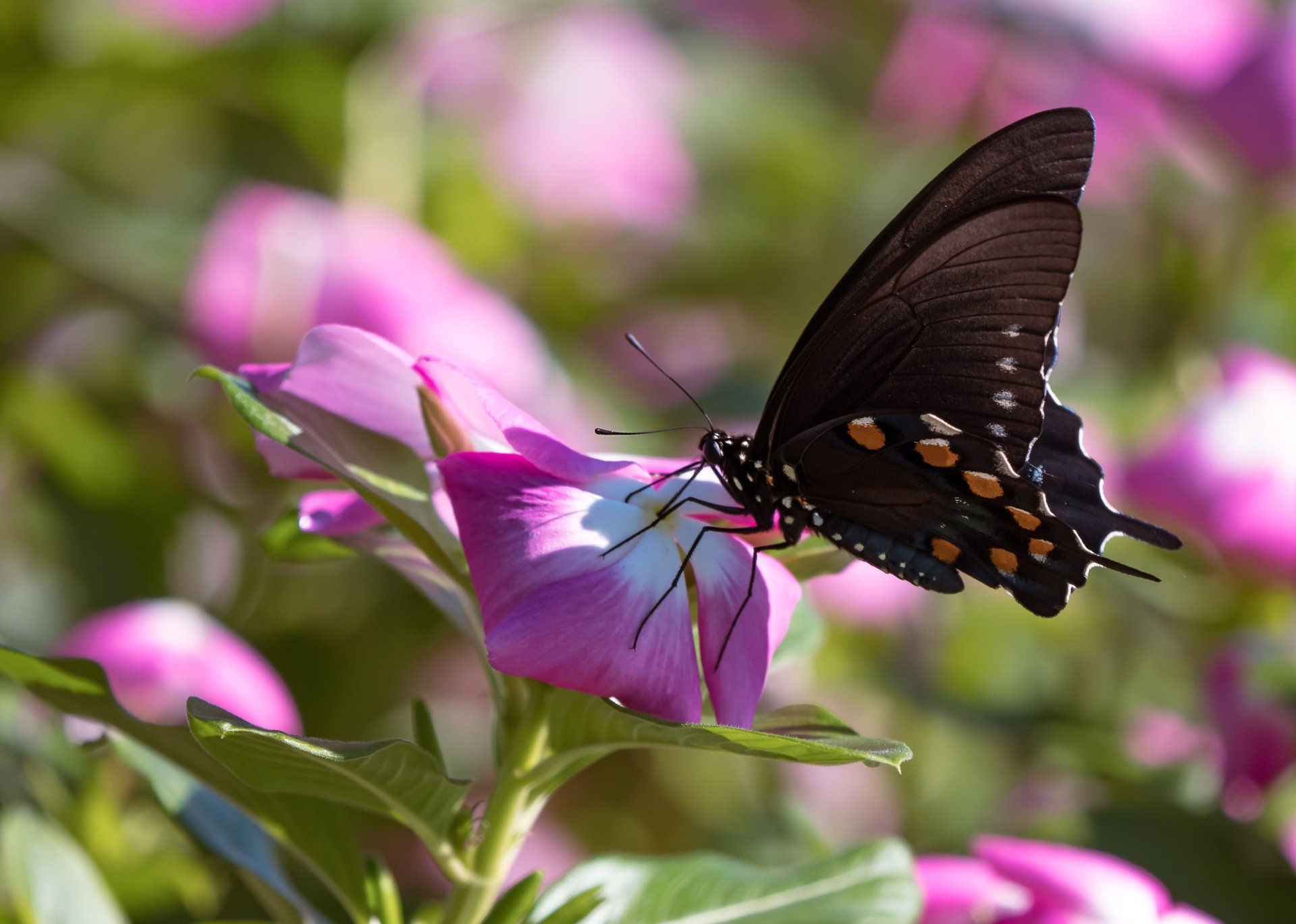 A vibrant close-up of a black butterfly with orange spots feeding on a pink flower, captured in stunning detail as a 4K Ultra HD PC desktop wallpaper.