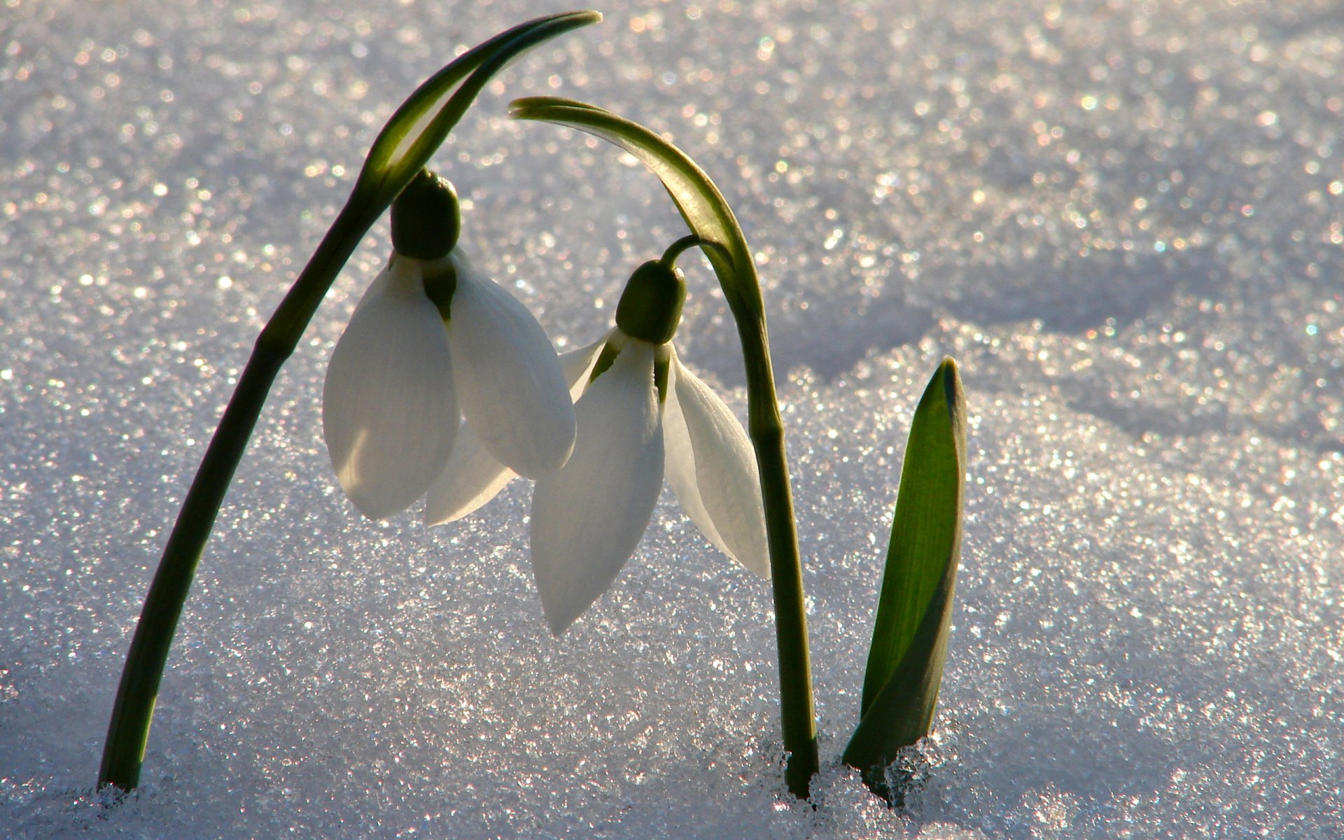 Download Flower Nature Snowdrop HD Wallpaper