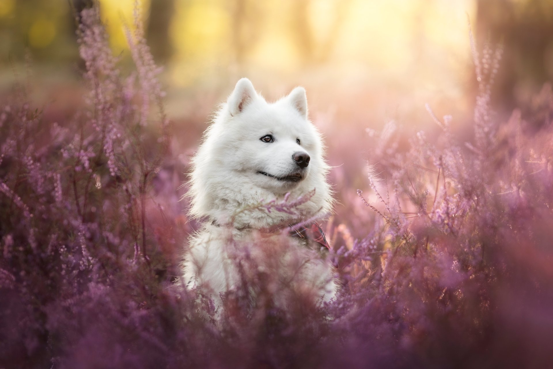 Download Dog Animal Samoyed HD Wallpaper