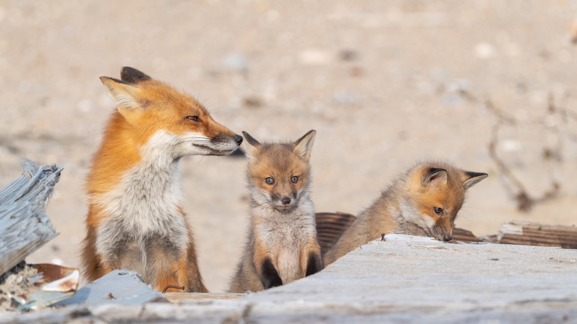 Fox org. Лисенок картинка. Детеныш лисы. Монгольская лиса. Лиса обои.