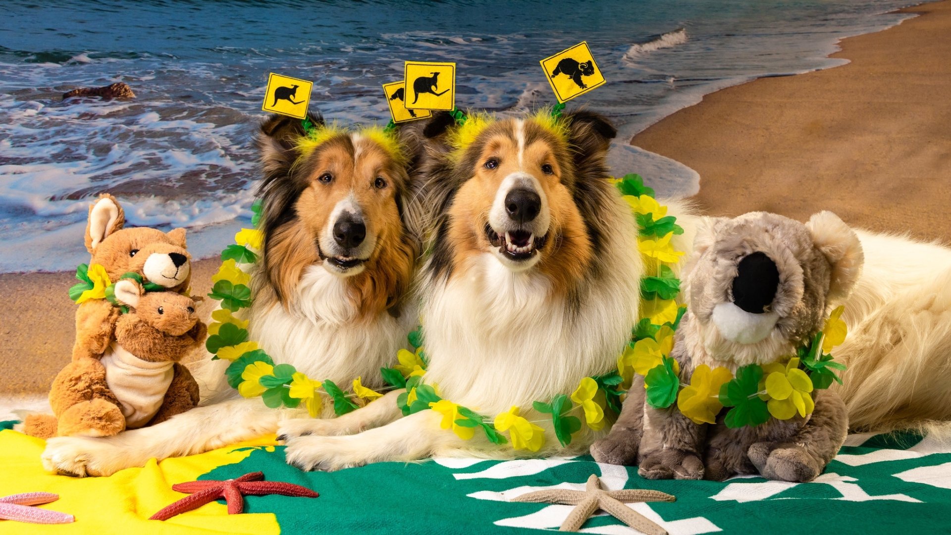 Download Australia Day Animal Dog HD Wallpaper
