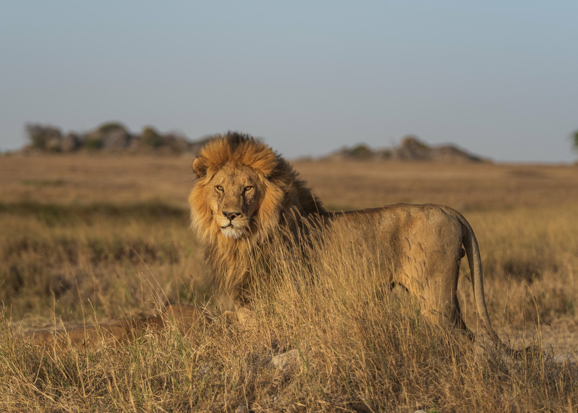 Download Serengeti Animal Lion HD Wallpaper by Ankit Gita