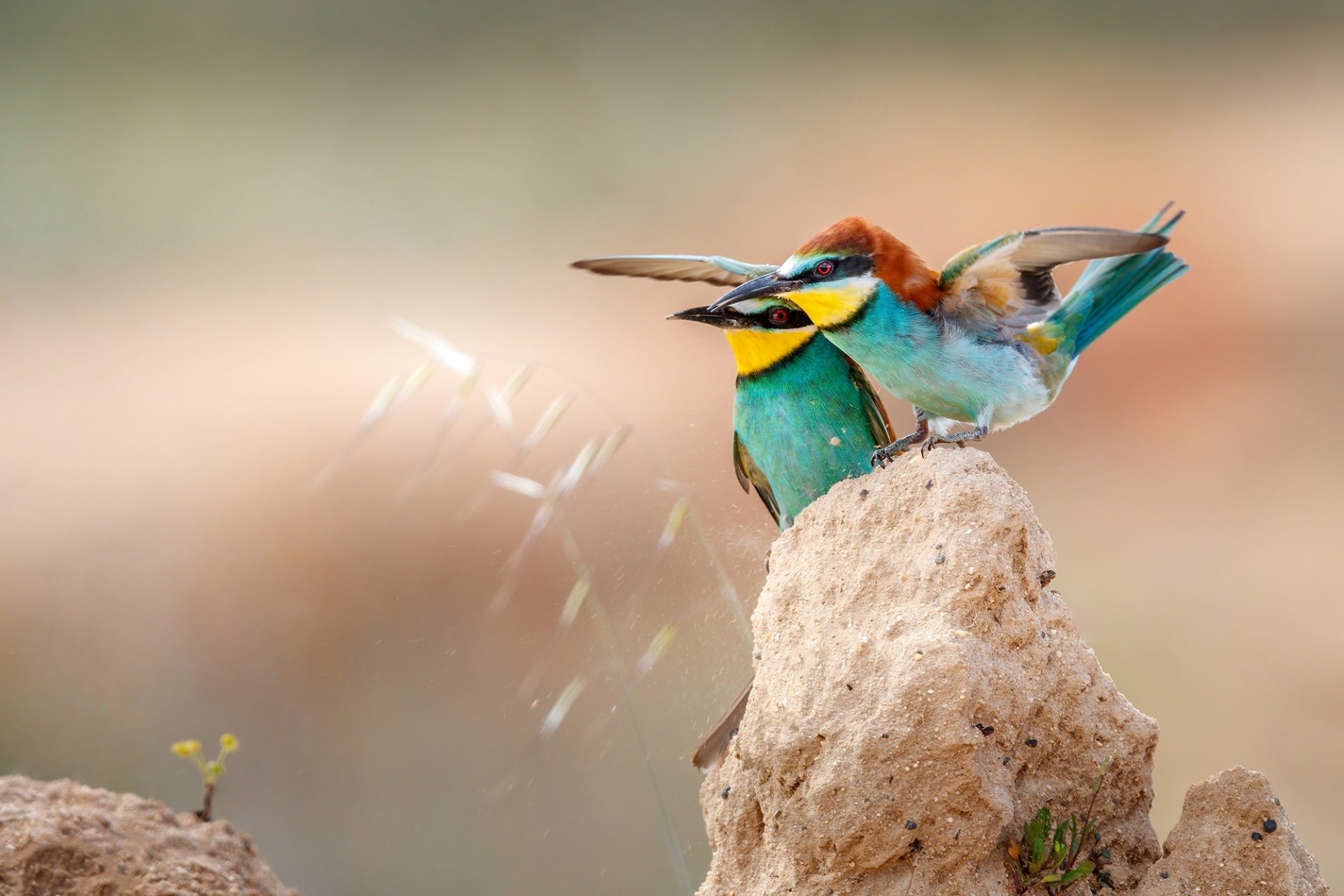 Download Animal European Bee-eater HD Wallpaper