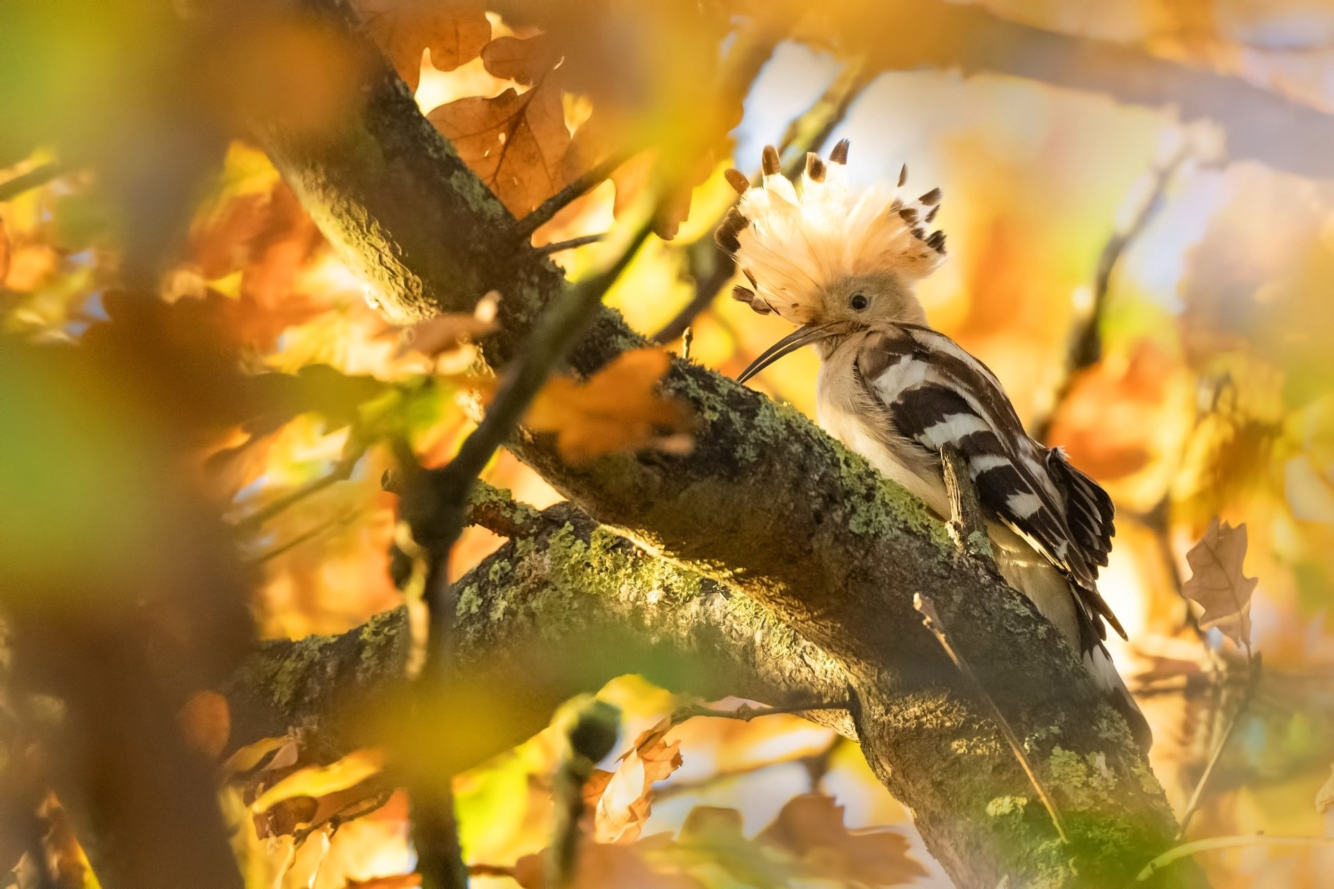 Download Animal Hoopoe 4k Ultra HD Wallpaper