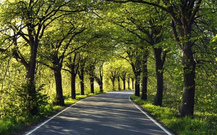 HD PC desktop wallpaper showing a man-made road lined with tall, leafy trees forming a green canopy overhead.