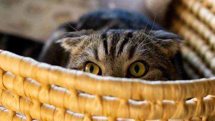 cat Animal Scottish Fold HD Desktop Wallpaper | Background Image