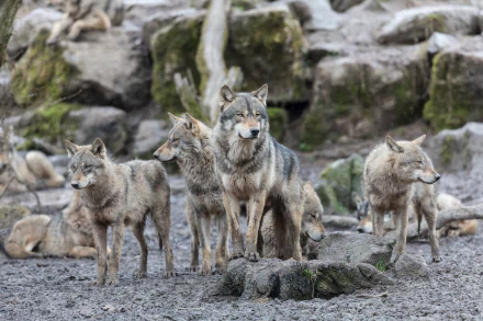 A pack of wolves stands alert on rocky terrain, captured in stunning detail as a 4K Ultra HD PC desktop wallpaper and background.