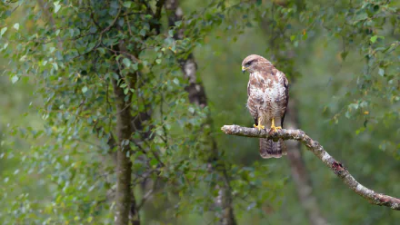 HD desktop wallpaper featuring a hawk perched on a tree branch amidst lush green foliage in a natural forest setting.