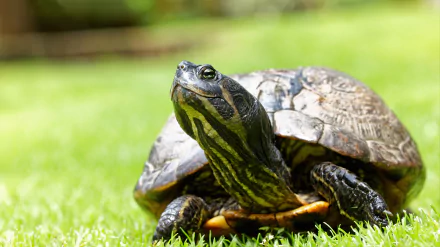 Animal turtle HD Desktop Wallpaper | Background Image