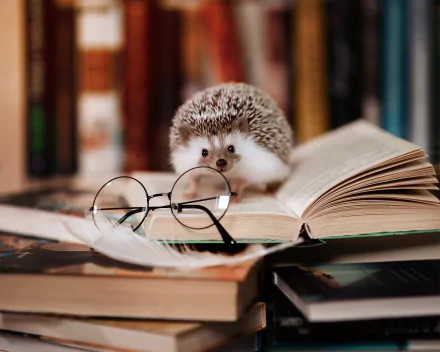 Animal hedgehog HD Desktop Wallpaper | Background Image