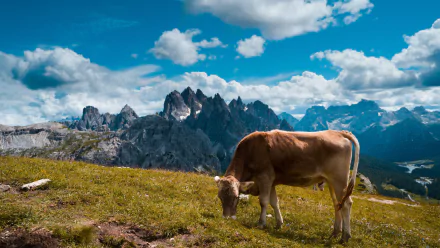 alps Animal cow HD Desktop Wallpaper | Background Image