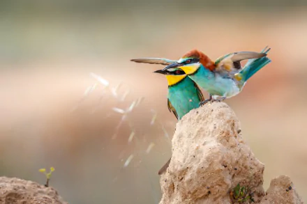 Animal european bee-eater HD Desktop Wallpaper | Background Image
