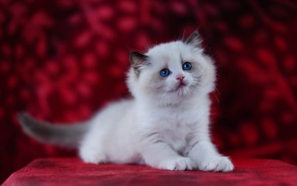 Animal Cat Kitten Baby Animal HD Wallpaper | Background Image