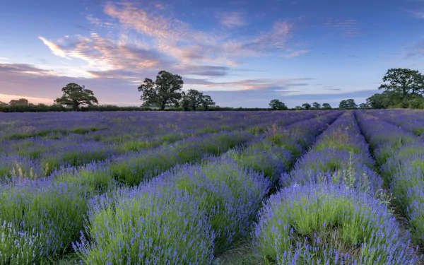 nature lavender HD Desktop Wallpaper | Background Image