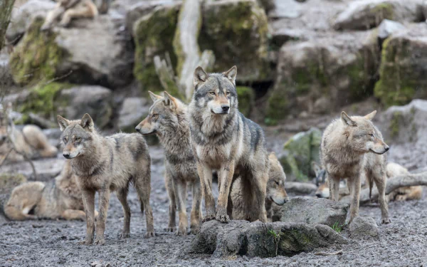 A pack of wolves stands alert on rocky terrain, captured in stunning detail as a 4K Ultra HD PC desktop wallpaper and background.