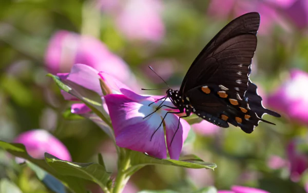 A vibrant close-up of a black butterfly with orange spots feeding on a pink flower, captured in stunning detail as a 4K Ultra HD PC desktop wallpaper.