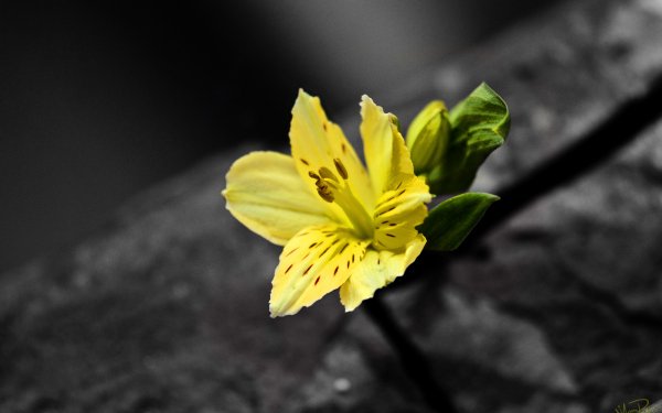 Earth Flower Flowers Yellow HD Wallpaper | Background Image