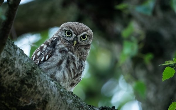 Animal Owl Birds Owls HD Wallpaper | Background Image