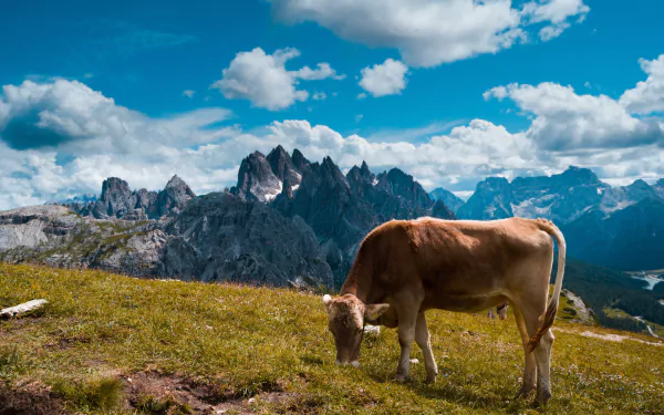 alps Animal cow HD Desktop Wallpaper | Background Image