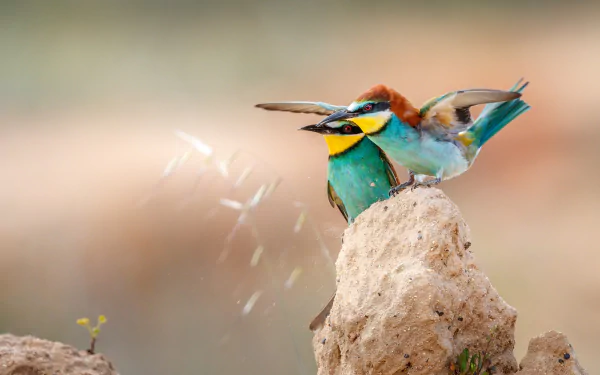 Animal european bee-eater HD Desktop Wallpaper | Background Image
