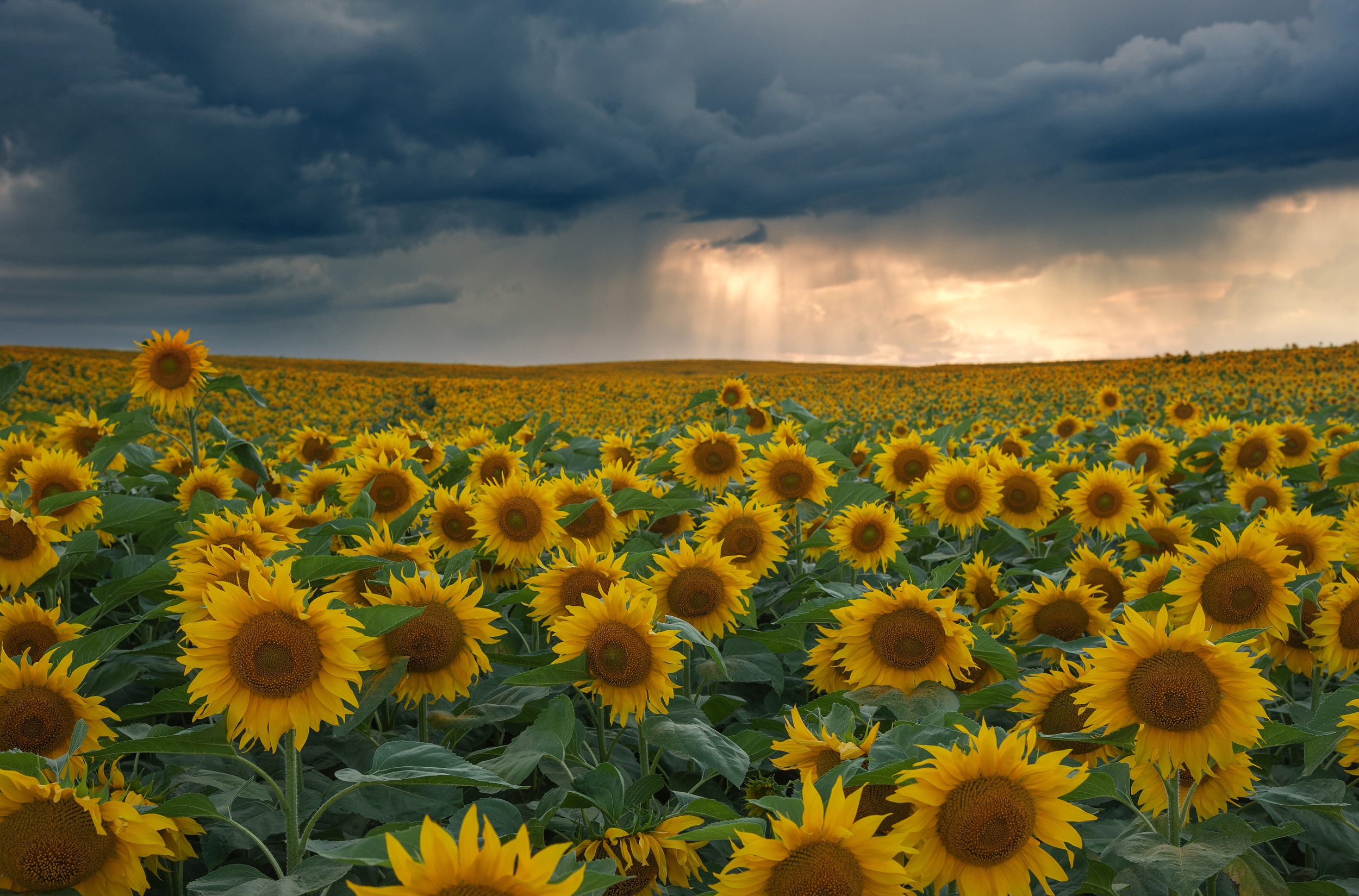 Earth Sunflower HD Wallpaper | Background Image