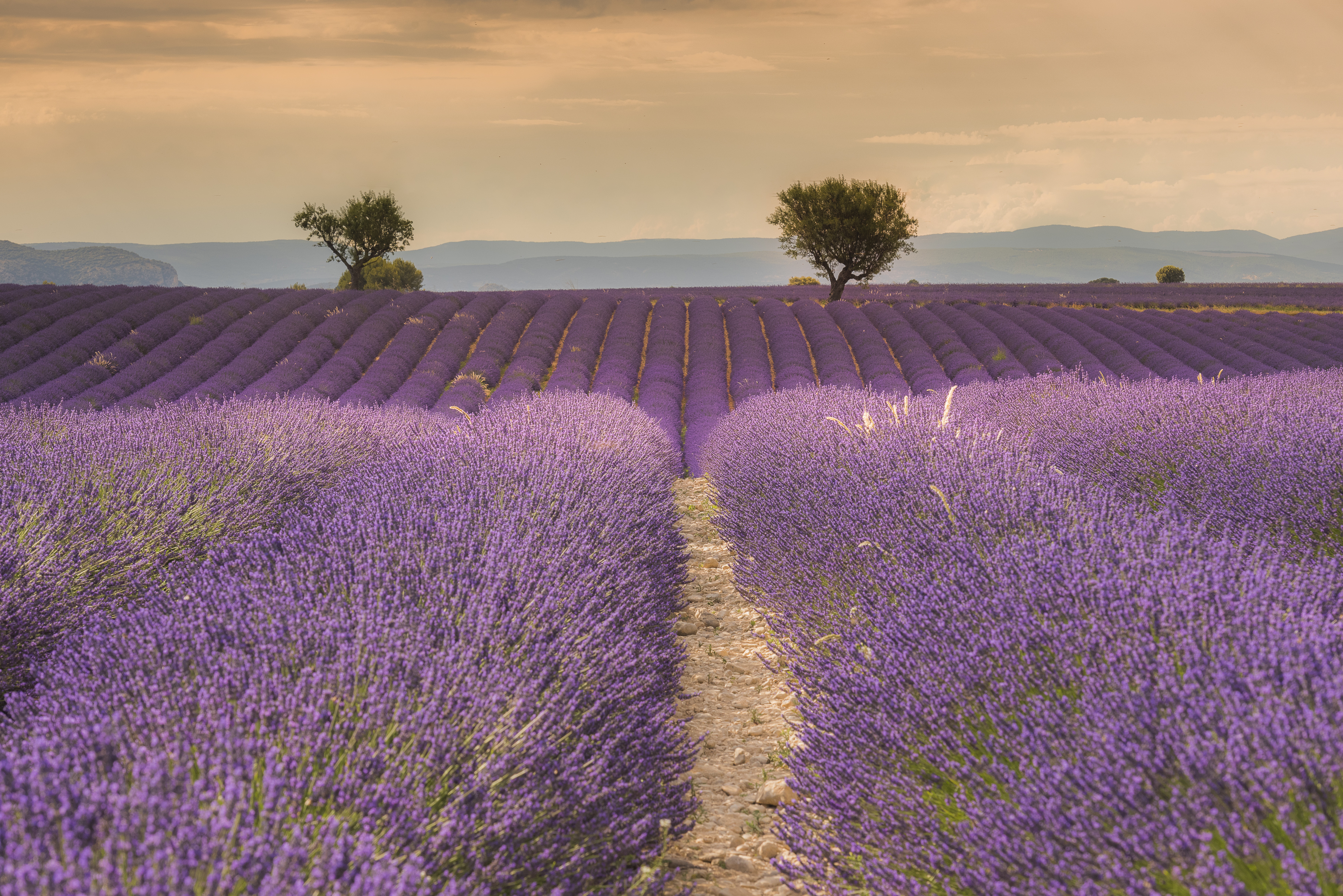 Nature Lavender HD Wallpaper | Background Image