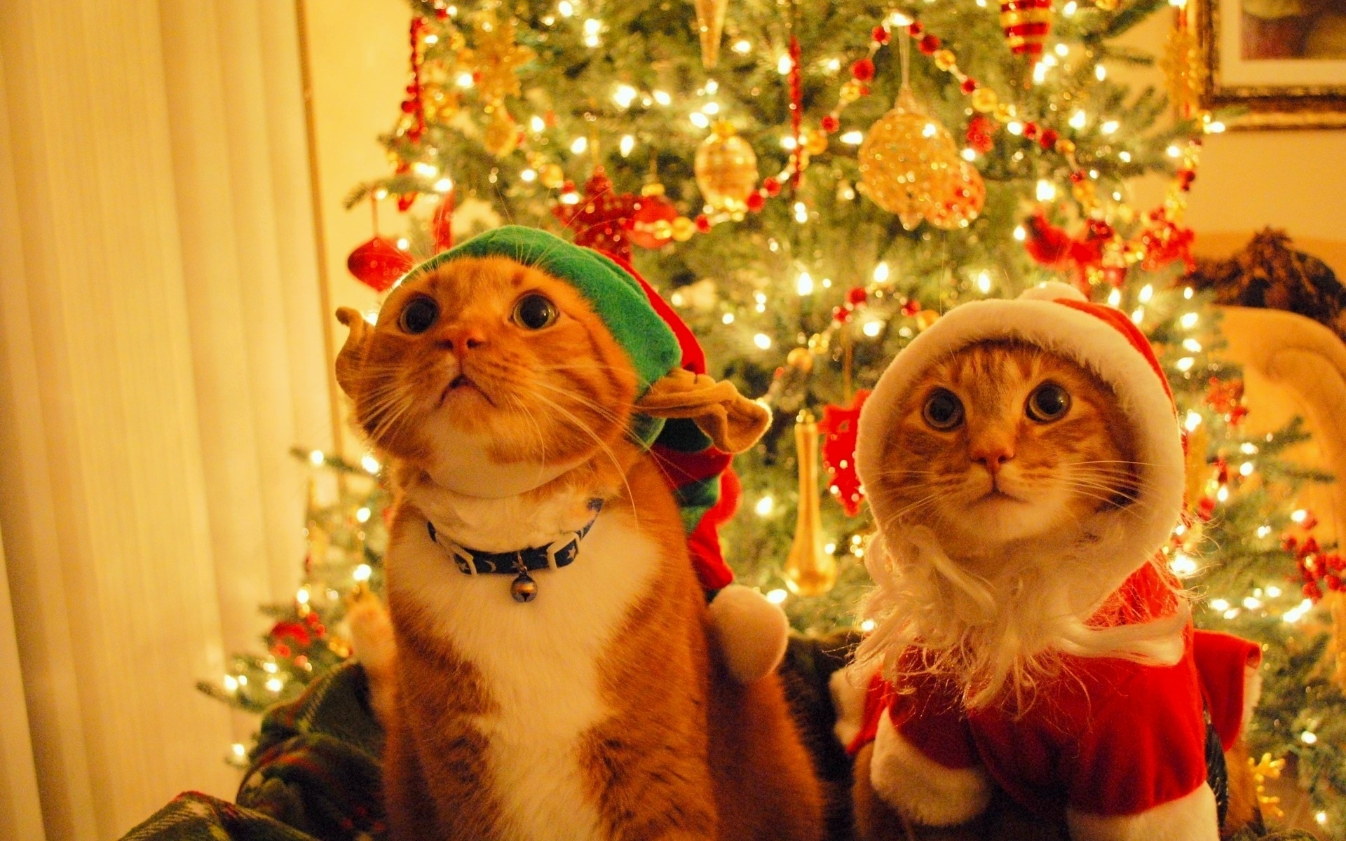Christmas Cats with Santa Hat, ornaments & a cute expression amidst a festive backdrop, perfect for holiday desktop wallpaper.