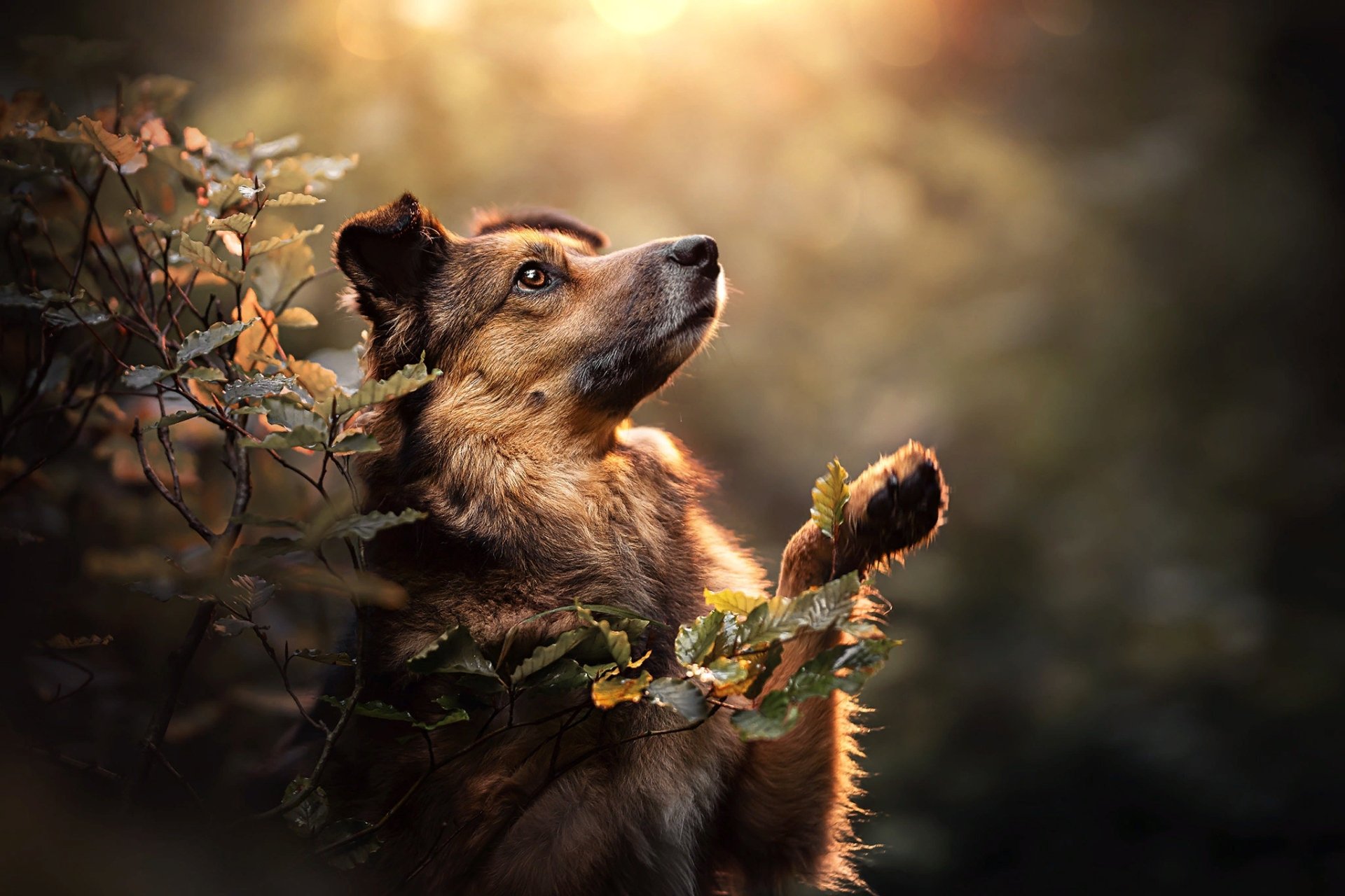 Download Animal Dog HD Wallpaper | 2048x1365 | Wallpaper Abyss