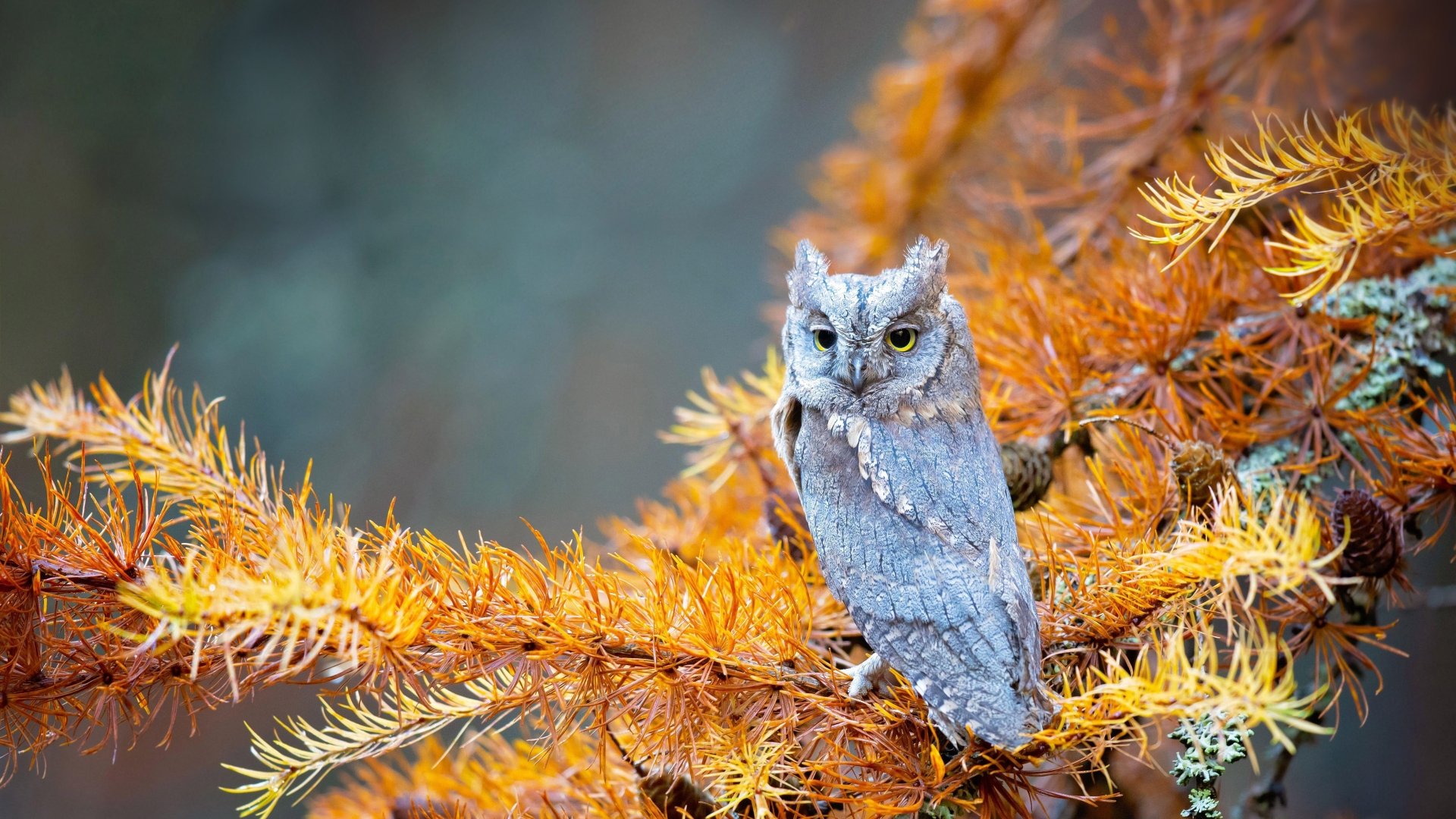 A sharp-eyed owl perched on vibrant orange pine branches in a Czech Republic national park forest, captured in stunning 4K Ultra HD.