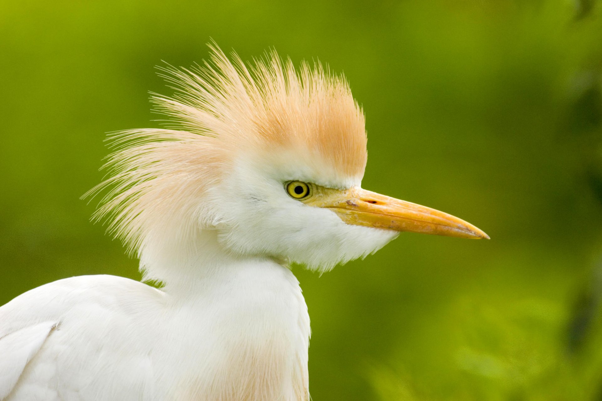 Egret Fond d’écran HD | Arrière-Plan | 2000x1333 | ID:118483