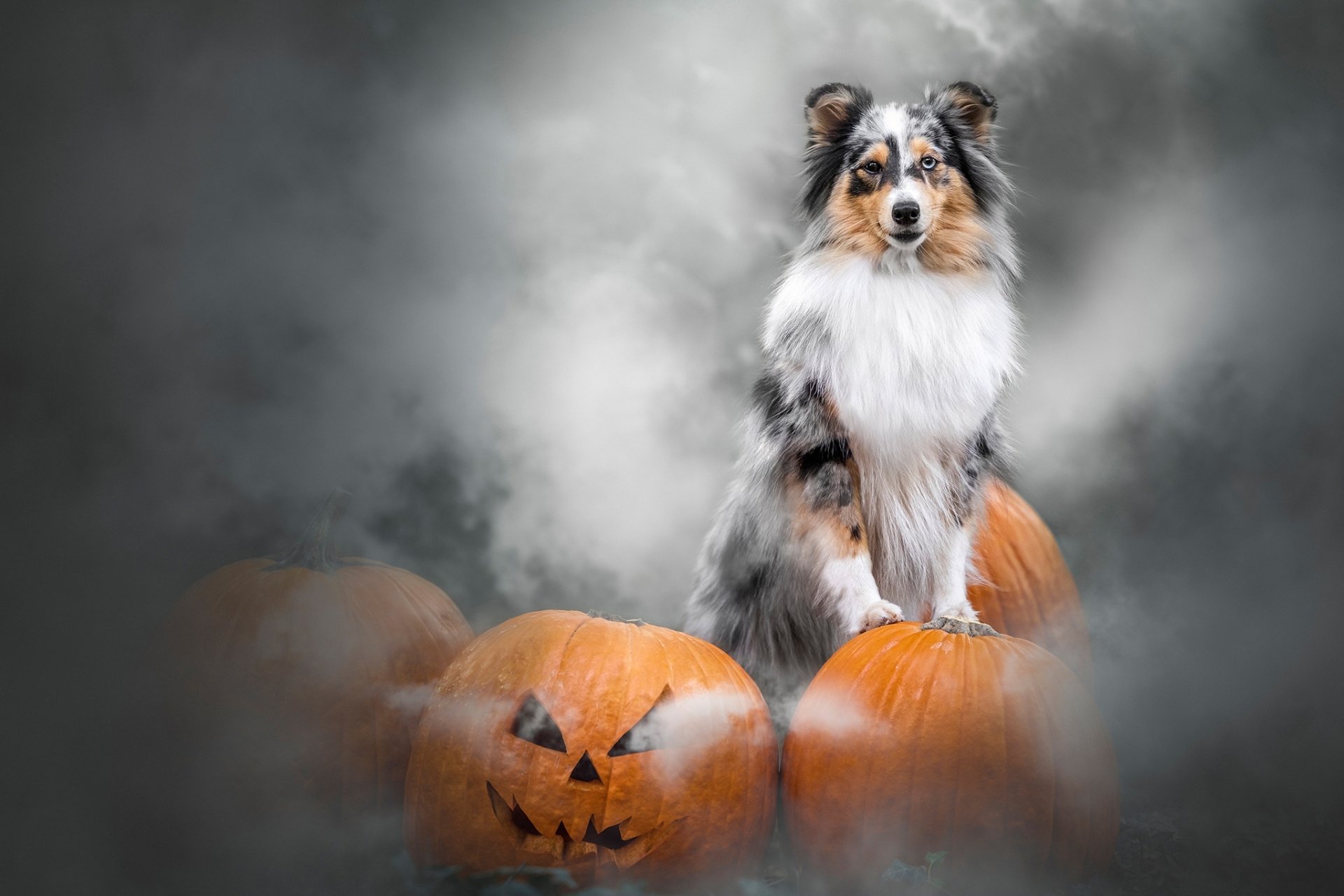 Download Jack-o'-lantern Halloween Pumpkin Dog Animal Shetland Sheepdog ...