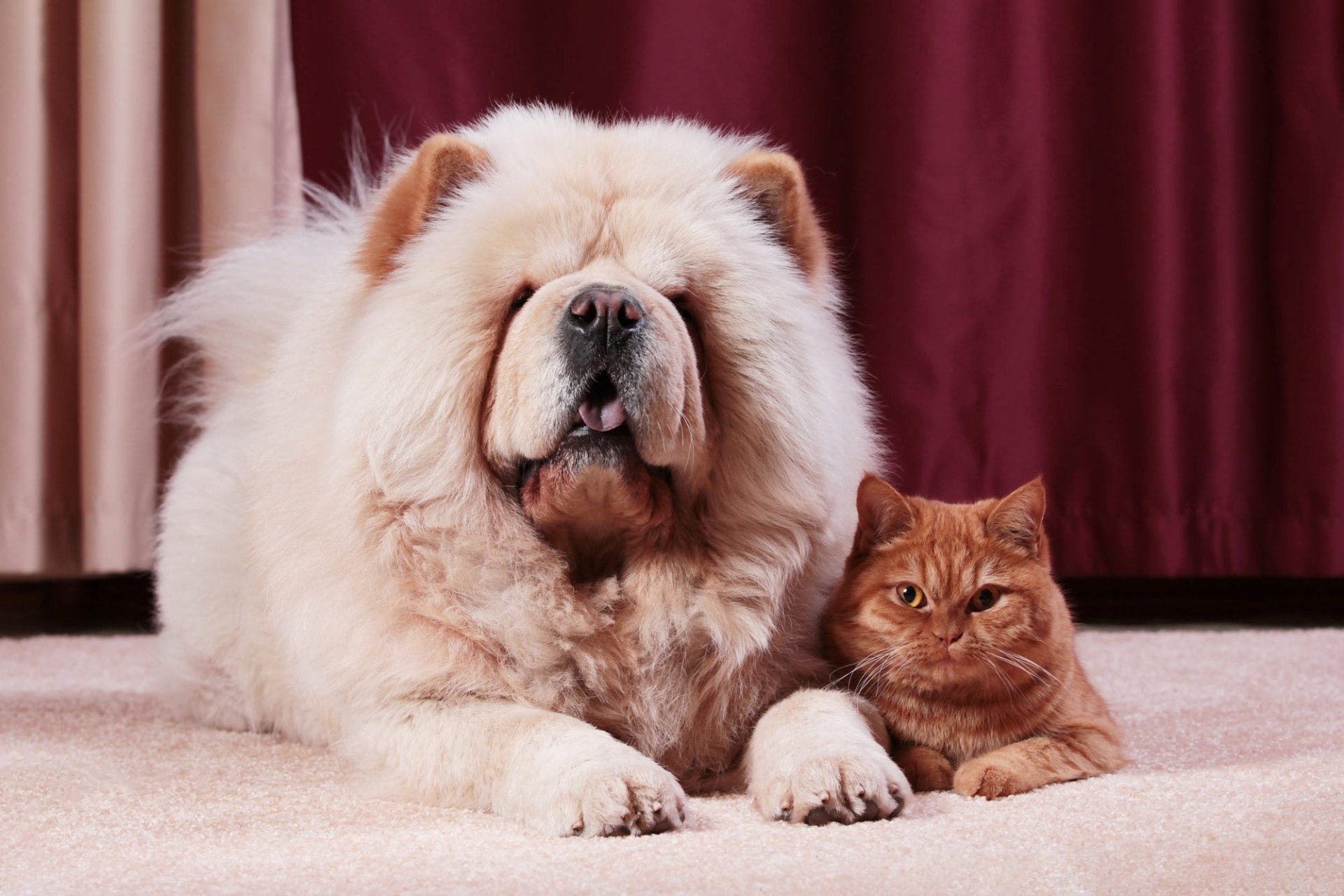 Download Chow Chow Dog Cat Animal Cat & Dog HD Wallpaper