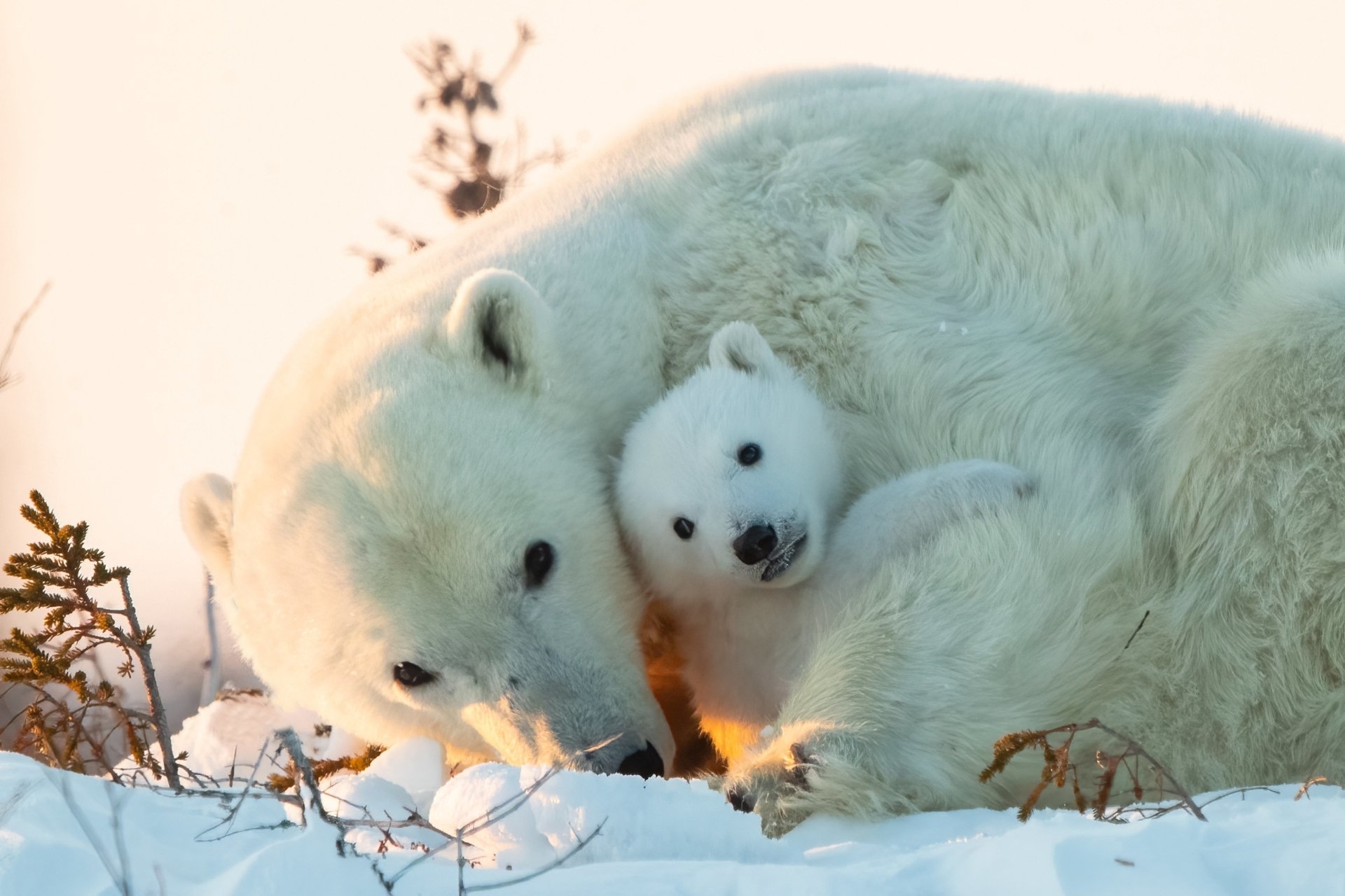 A tender moment between a polar bear and its cub in snowy terrain, captured in stunning 4K Ultra HD as a PC desktop wallpaper and background.