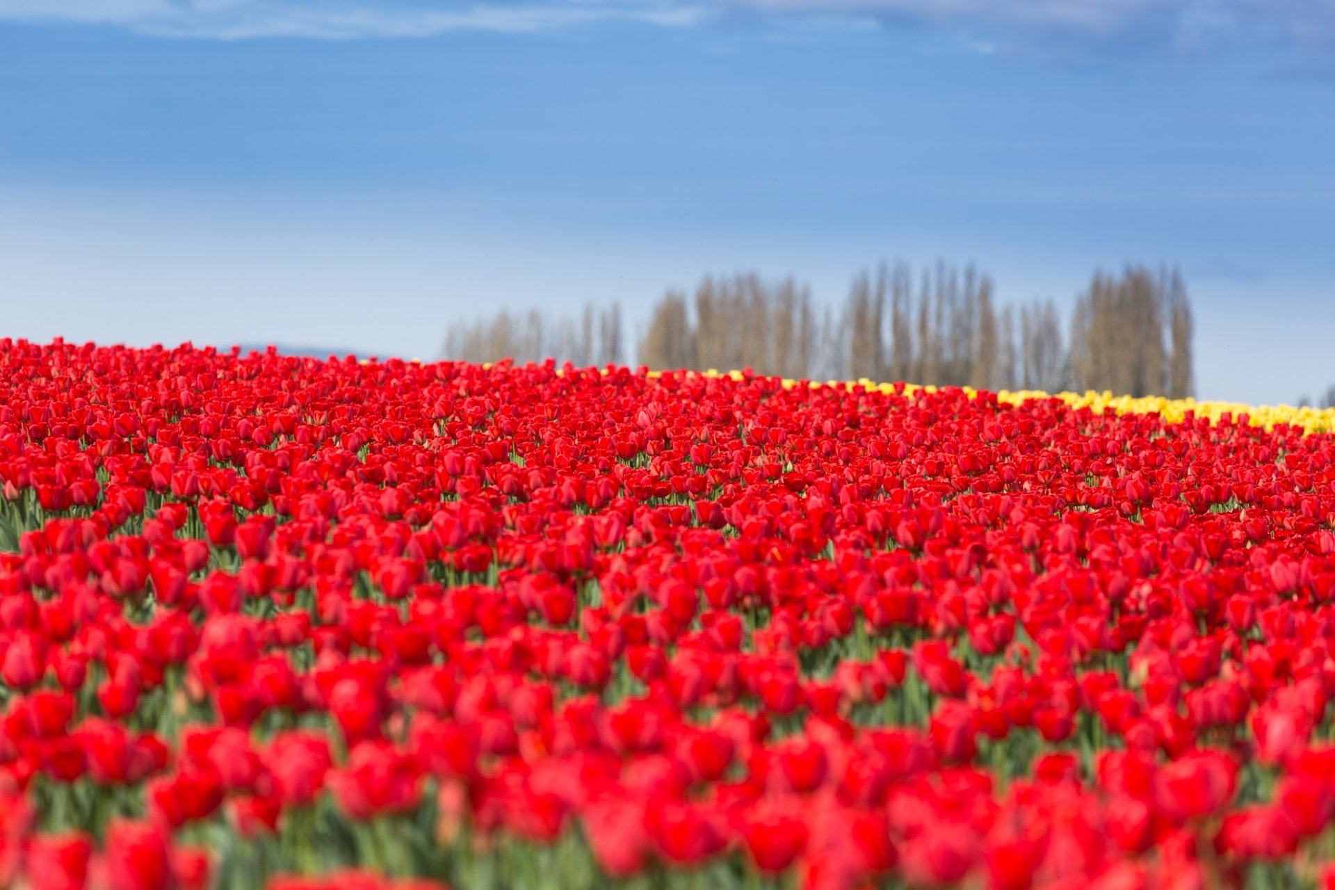 Download Red Flower Nature Tulip HD Wallpaper