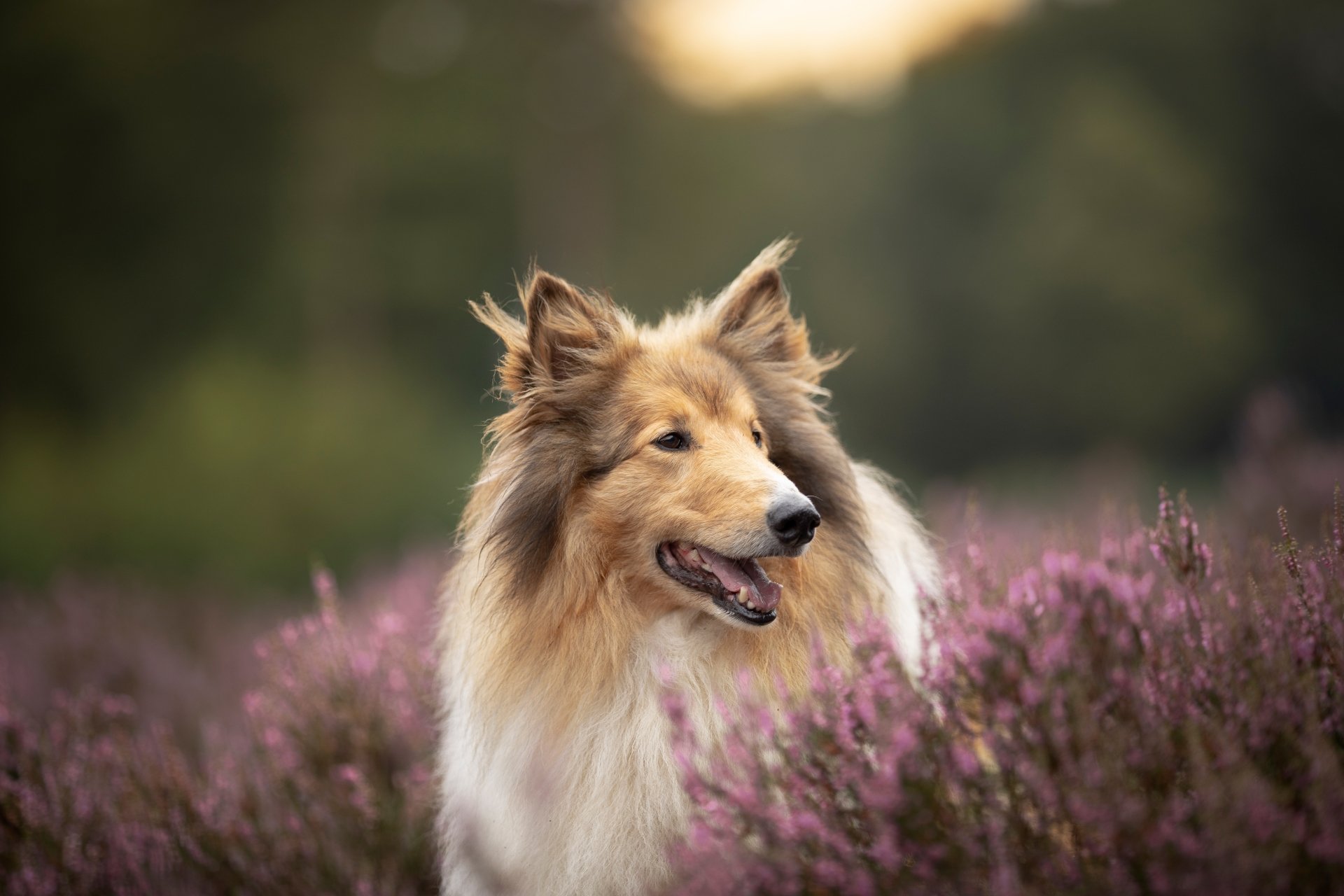 Download Animal Rough Collie 4k Ultra HD Wallpaper