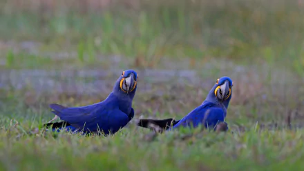 Two hyacinth macaw parrots in low grass, vivid blue feathers and yellow facial markings — 4K Ultra HD PC desktop wallpaper background.