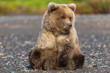 grizzly Animal grizzly bear HD Desktop Wallpaper | Background Image